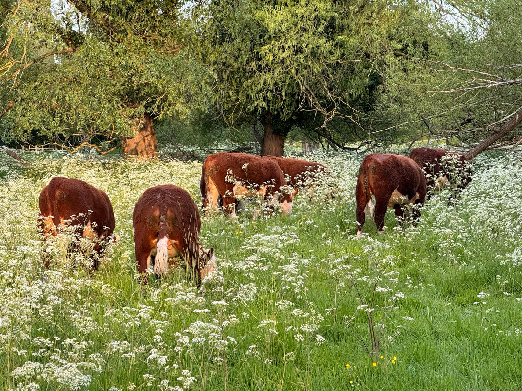 Cambridge cows enjoying a bright, green meadow.