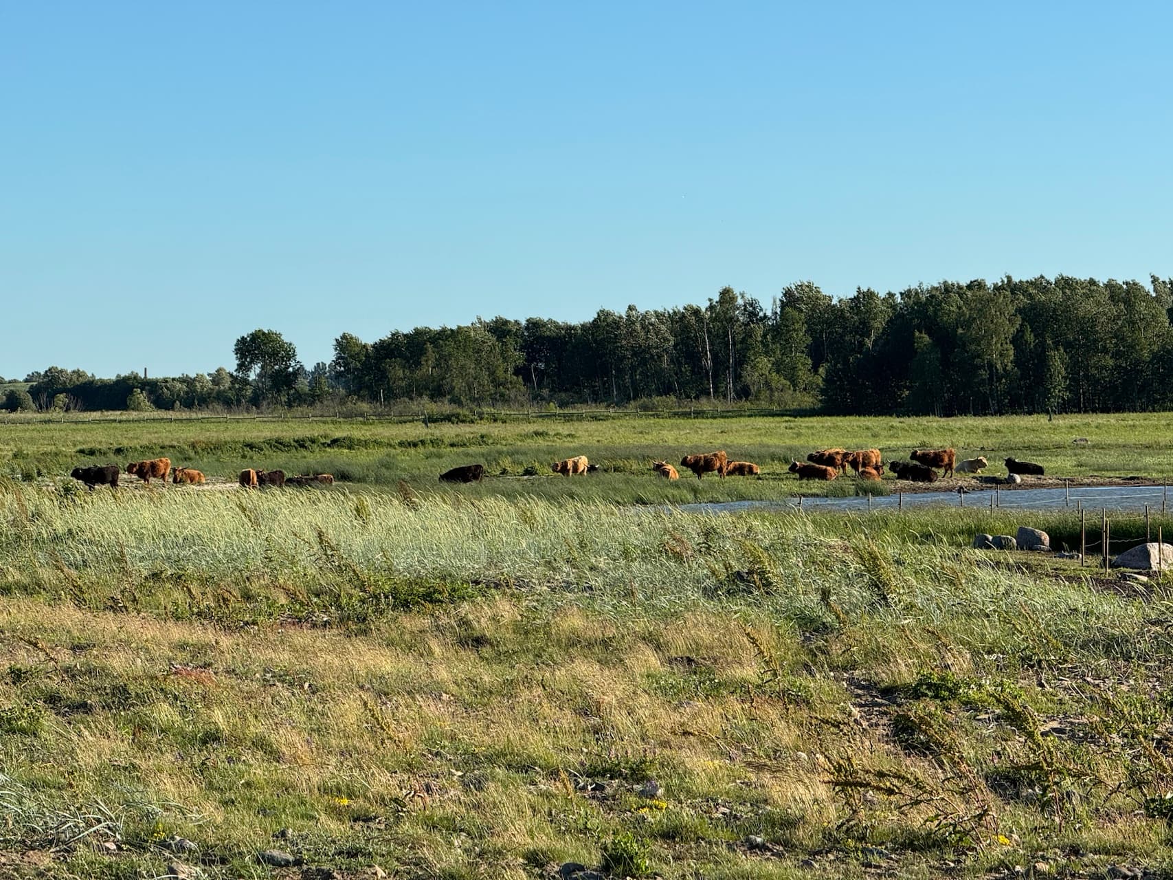 Cows graze on Paljassaare peninsula, Tallinn