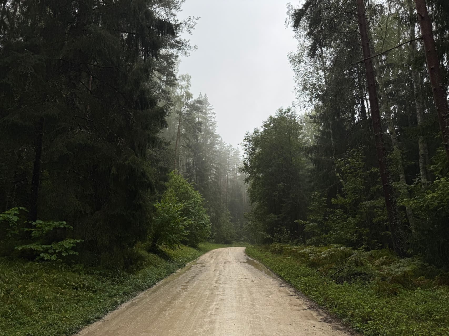 A wet forest road winds through a misty Estonian woodland